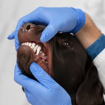 Gezondheidscheck bij een hond